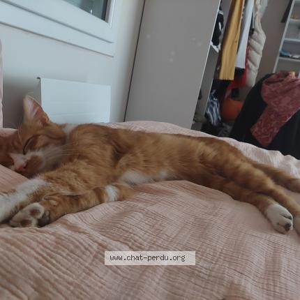 Photo 1/1 Biscuit Chat lost in Chaize le vicomte la