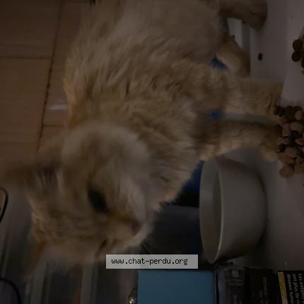 Photo 1/1 Found cat Found in May sur orne