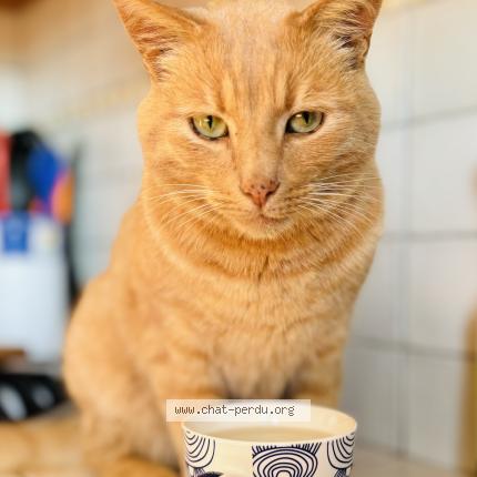 Photo 1/1 Ti punch Chat lost in Locmaria plouzane