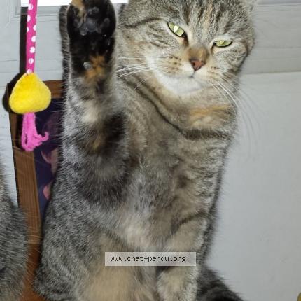 Photo 1/1 Fifi Chat lost in Leuvrigny chene la reine