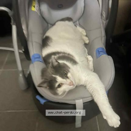 Photo 1/1 Grizman Chat lost in Toufflers