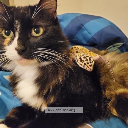 Photo 1/1 Chloe Chat lost in San antonio