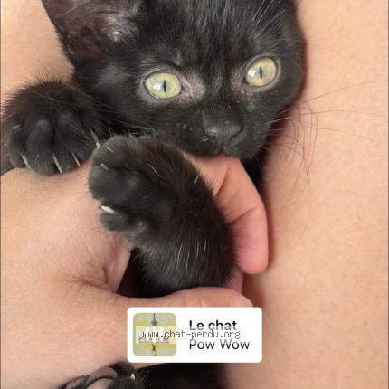 Photo 1/1 Charly Chat lost in Le petit quevilly