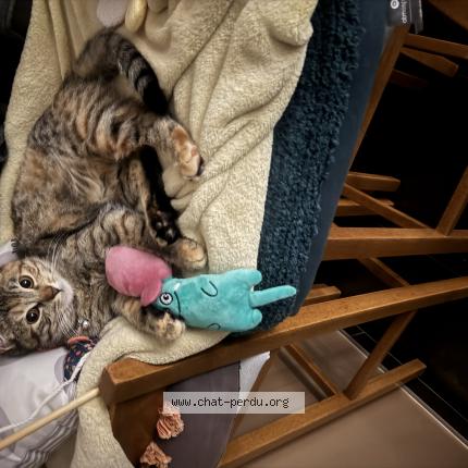 Photo 1/1 Hurrem Chat lost in Mathieu