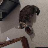 Picture of cat lost at La Seyne Sur Mer