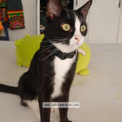 Photo 1/1 Humita Chat lost in Castellon de la plana