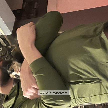 Photo 1/1 Found cat Found in Courtrai