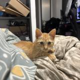 Picture of cat lost at Saint Denis