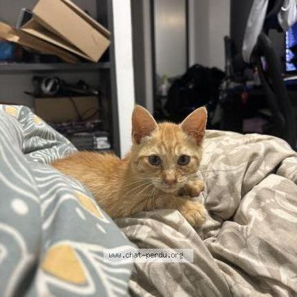 Photo 1/5 Roro Chat lost in Saint denis