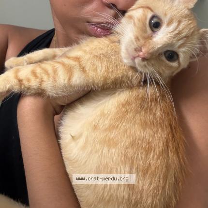 Photo 2/5 Roro Chat lost in Saint denis