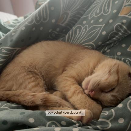 Photo 3/5 Roro Chat lost in Saint denis