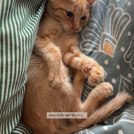 Photo 4/5 Roro Chat lost in Saint denis