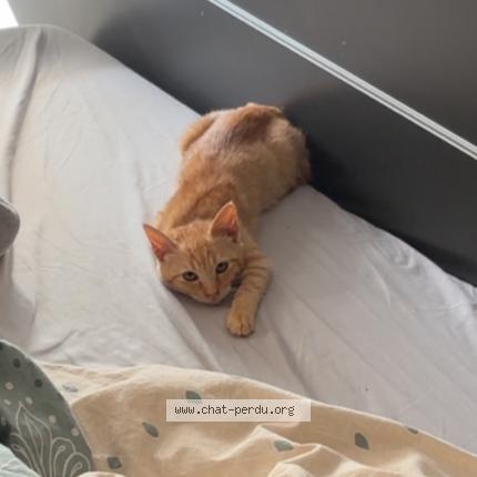 Photo 5/5 Roro Chat lost in Saint denis