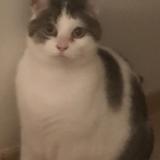 Picture of cat lost at Yves