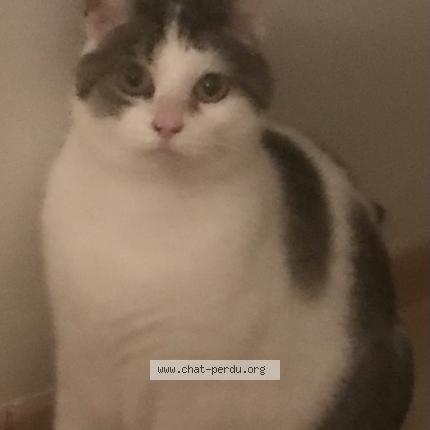 Photo 1/1 Nahla Chat lost in Yves