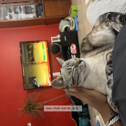 Photo 1/1 Moon Chat lost in Tarare