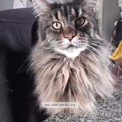 Photo 1/1 Jade Chat lost in La grand croix