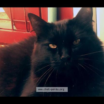 Photo 1/1 Sacha Chat lost in La rochelle