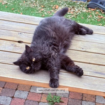 Photo 1/1 Zima Chat lost in Triel sur seine