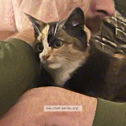 Photo 1/1 Found cat Found in Courtrai