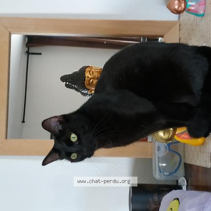 Photo 1/1 Severus Chat lost in Luc sur mer