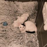 Picture of cat found at Montpellier