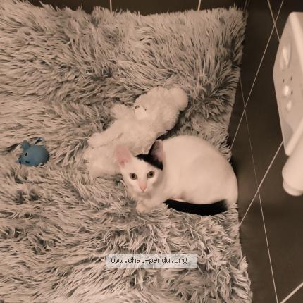 Photo 1/1 Found cat Found in Montpellier