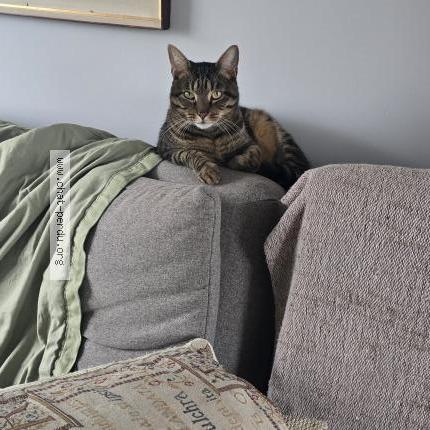 Foto van vermiste kat in Bruxelles