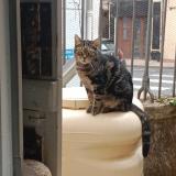 Picture of cat lost at Bergerac