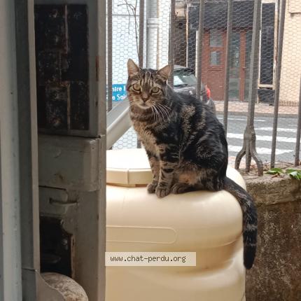 Photo 1/1 Lonyx Chat lost in Bergerac