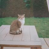 Picture of cat lost at Epiniac