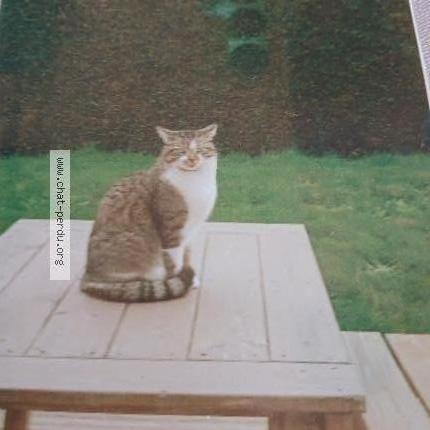 Photo 1/1 GASPARD Chat lost in Epiniac