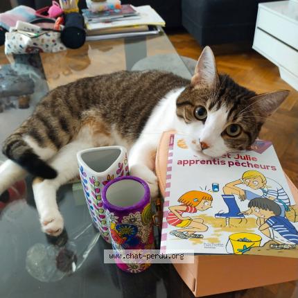 Photo 1/1 Cat reunited Lost in Paris 12