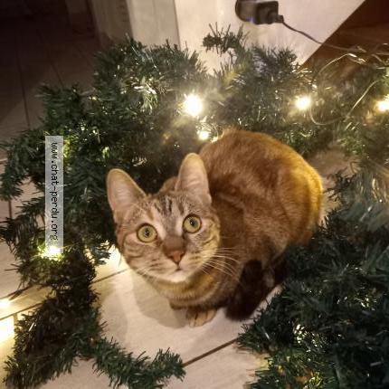 Photo 1/1 Savana Chat lost in Saint martin de jussac