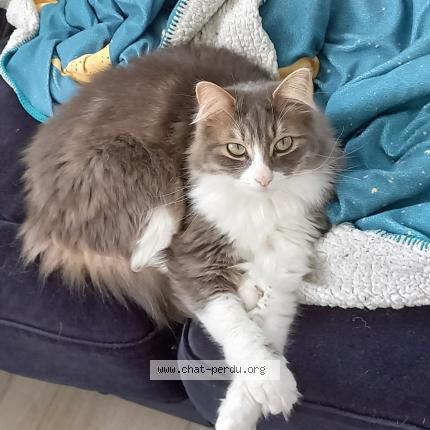 Photo 1/1 Noctis Chat lost in Pacy sur eure