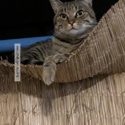 Photo 1/1 Twilly Chat lost in Saint orens de gameville