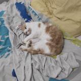 Picture of cat lost at Reze