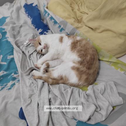 Photo 1/1 SUIKO Chat lost in Reze