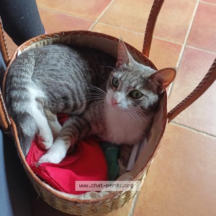 Photo 1/1 Ta&iuml;ko Chat lost in Cadenet