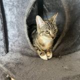 Picture of cat lost at St Etienne Du Rouvray