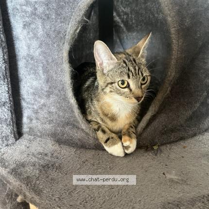 Photo 1/4 Vanille Chat lost in St etienne du rouvray