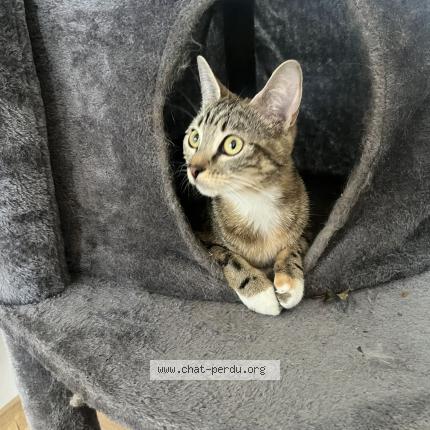 Photo 2/4 Vanille Chat lost in St etienne du rouvray