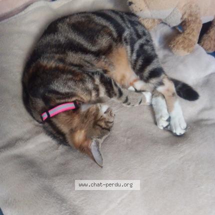 Photo 3/4 Vanille Chat lost in St etienne du rouvray