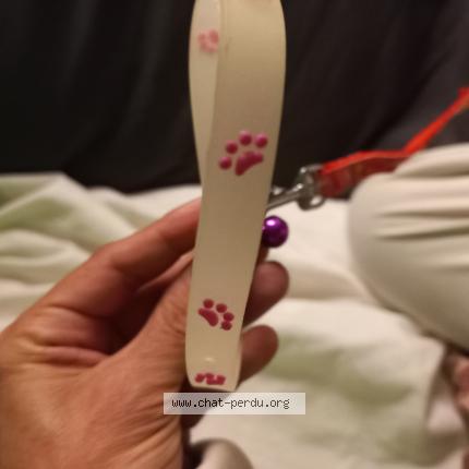 Photo 4/4 Vanille Chat lost in St etienne du rouvray