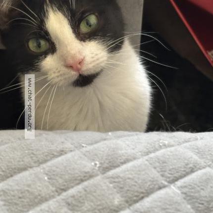 Photo 1/1 Cat reunited Lost in Plaisir