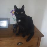 Picture of cat lost at Herimenil