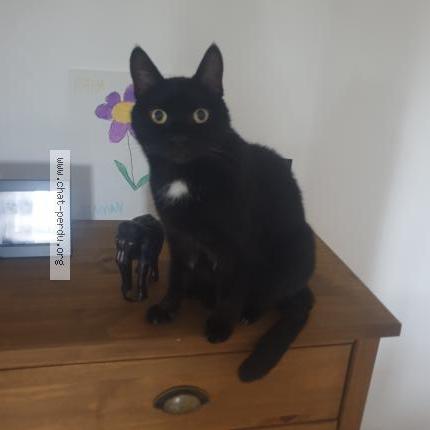 Photo 1/1 STARI Chat lost in Herimenil