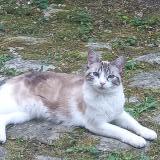 Picture of cat lost at Orleans