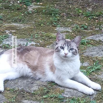 Photo 1/3 Byzou Chat lost in Orleans