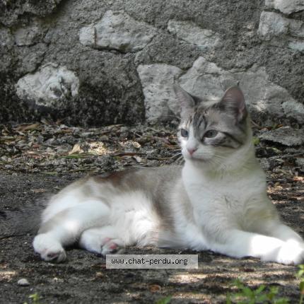 Photo 2/3 Byzou Chat lost in Orleans